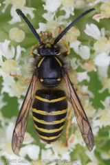 Dolichovespula norvegicoides