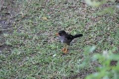 Turdus aurantius