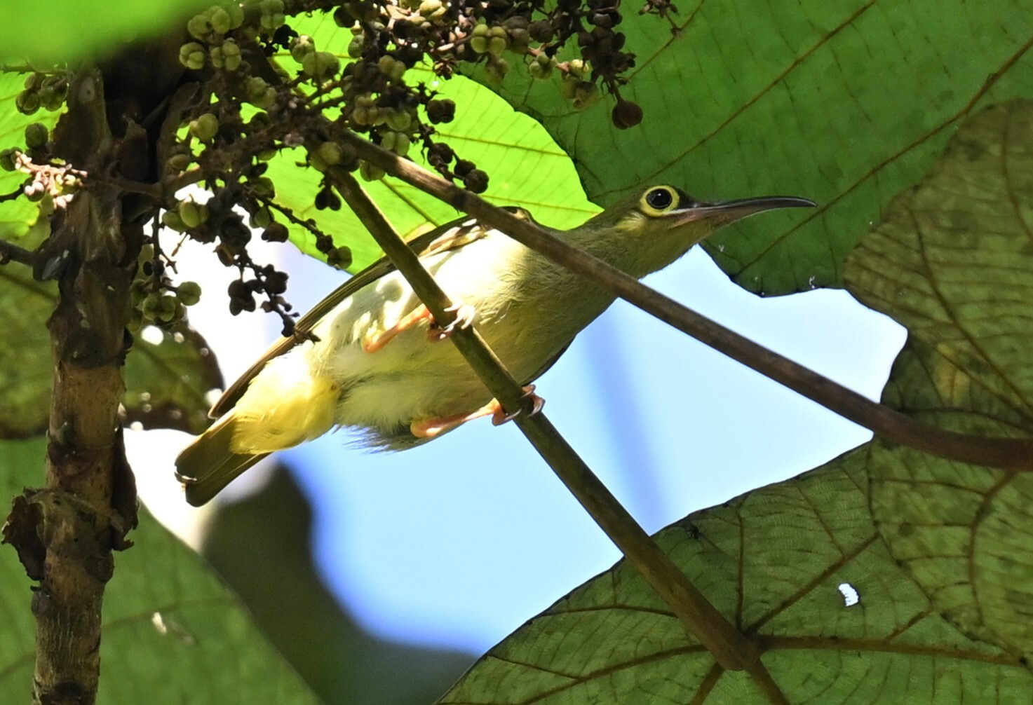 Spectacled Spiderhunter (Arachnothera flavigaster), photo 8