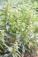 Urtica dioica