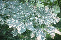 Aesculus hippocastanum