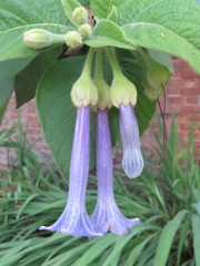 Eriolarynx australis