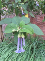 Eriolarynx australis