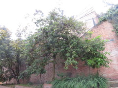 Eriolarynx australis