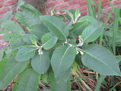 Eriolarynx australis