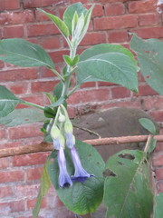 Eriolarynx australis