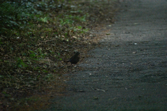 Turdus merula
