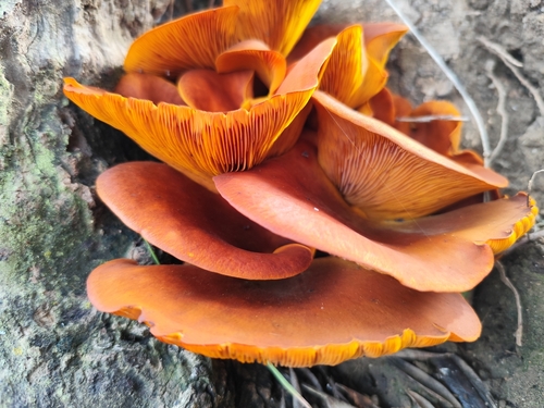 Omphalotus olearius — (c) Santiago Martín-Bravo, some rights reserved (CC BY)