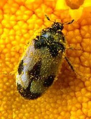 Attagenus bifasciatus