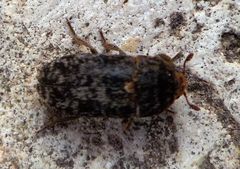 Dermestes intermedius