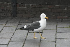 Larus fuscus