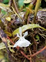 Epidendrum whittenii