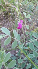 Tephrosia lindheimeri