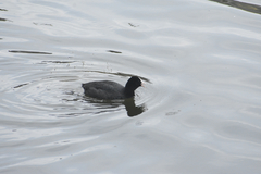 Fulica atra