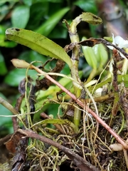 Epidendrum whittenii