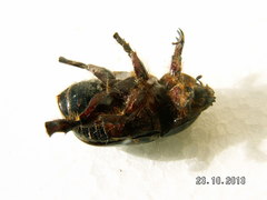 Pentodon idiota