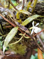 Epidendrum whittenii