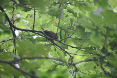 Troglodytes troglodytes