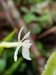 Epidendrum whittenii