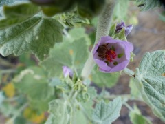 Malacothamnus aboriginum