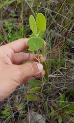 Eupatorium mikanioides