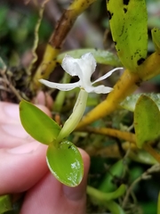 Epidendrum whittenii