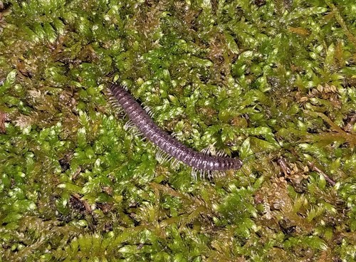Pseudotremia salisae