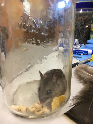 iNaturalist observation photo of North American Deer Mice