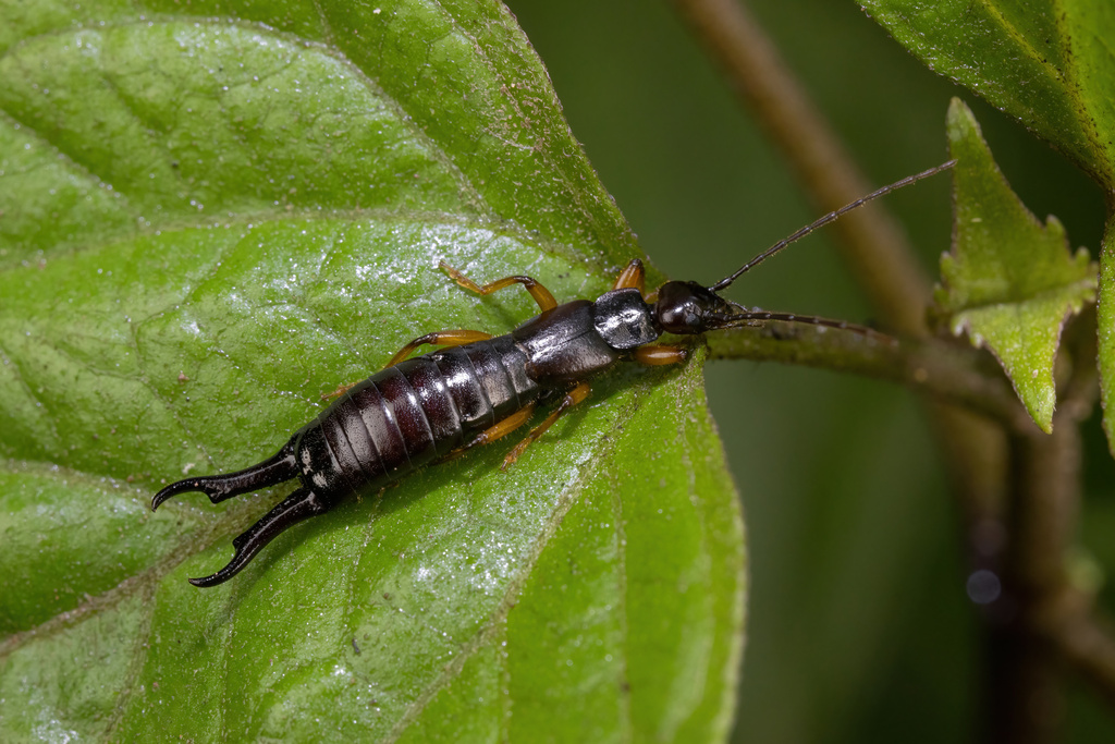Forficula longidilatata