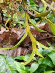 Epidendrum whittenii