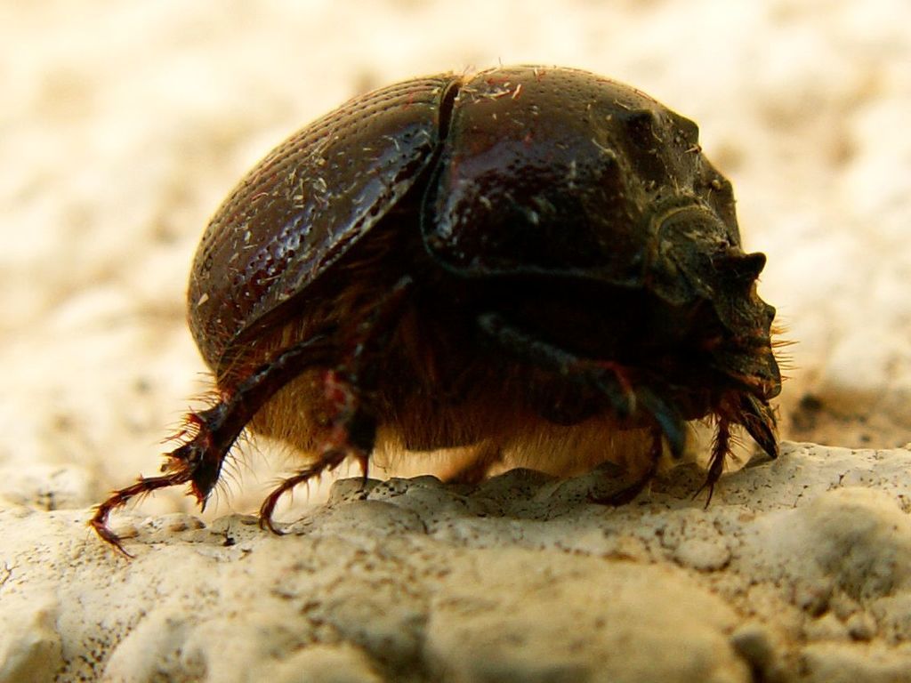 Bolbelasmus keithi