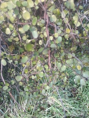 Muehlenbeckia complexa complexa