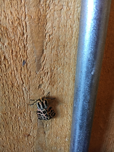 iNaturalist observation photo of Ornate Tiger Moth