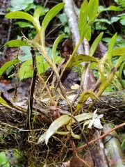 Epidendrum whittenii