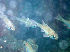 Ostorhinchus norfolcensis