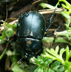 Typhaeus fossor