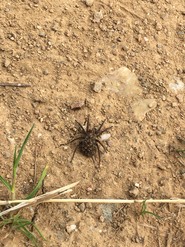 iNaturalist observation photo of Koch's Wolf Spider