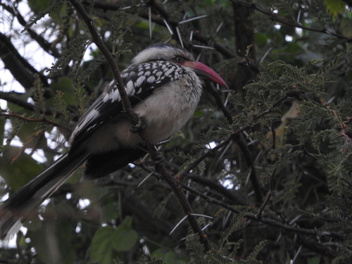 Tockus rufirostris