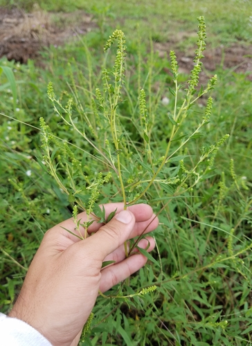 Ambrosia artemisiifolia image
