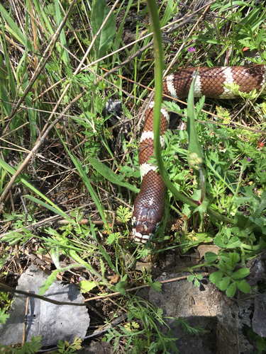 iNaturalist observation photo of California King Snake