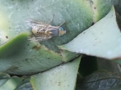 Terellia fuscicornis