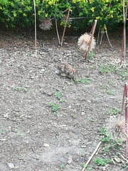 Sylvilagus floridanus