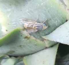 Terellia fuscicornis