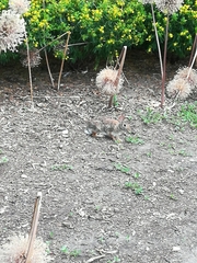 Sylvilagus floridanus