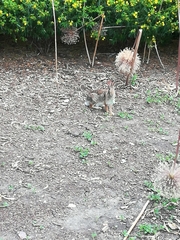 Sylvilagus floridanus