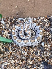 Crotalus enyo