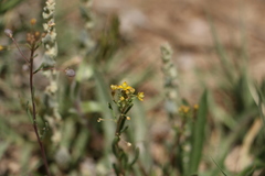 Cleomella parviflora