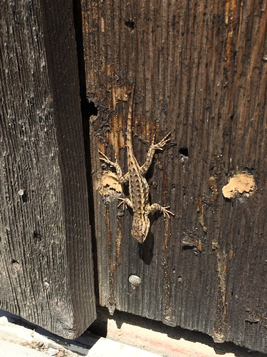 iNaturalist observation photo of Western Fence Lizard