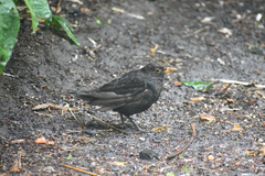 Turdus merula