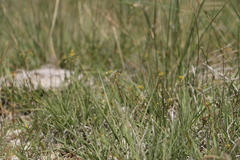 Cleomella parviflora